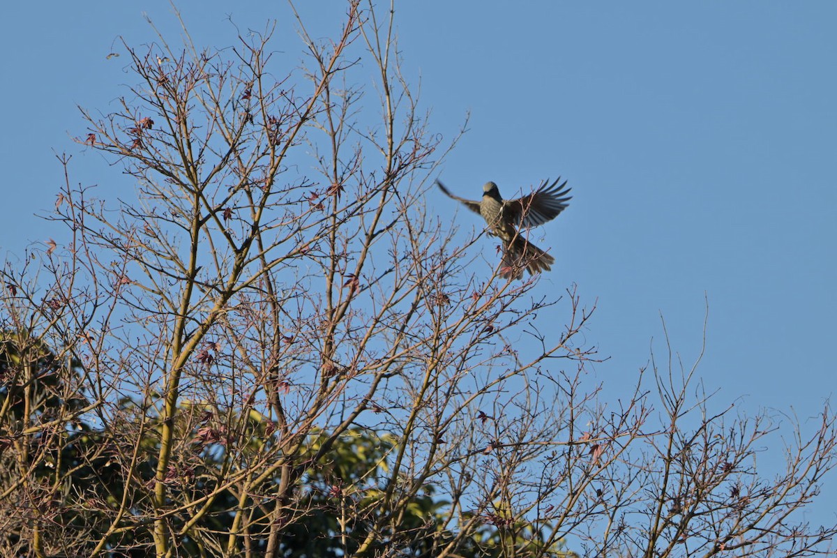 Brown-eared Bulbul - ML627950152