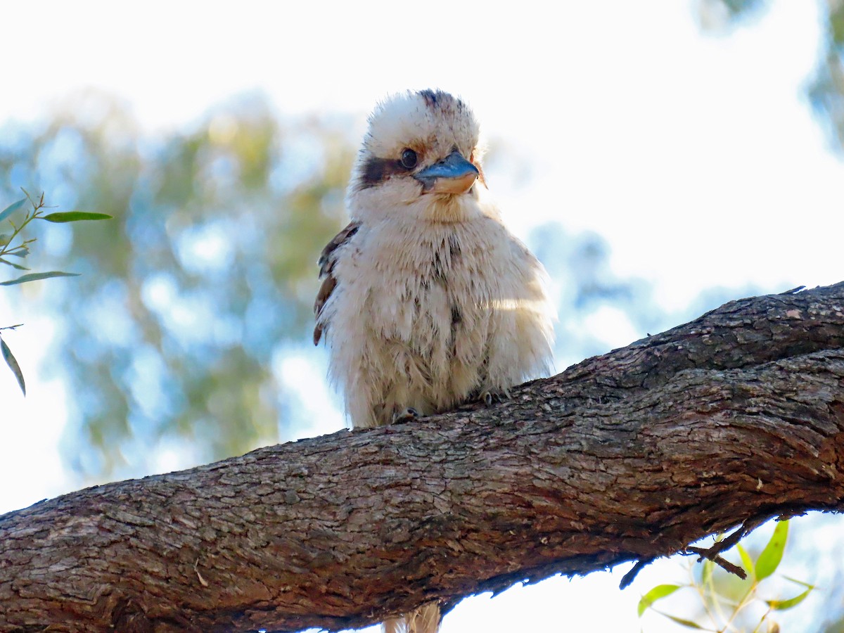 Laughing Kookaburra - ML627950158