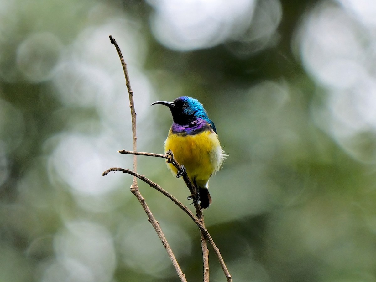 Variable Sunbird - ML627950179