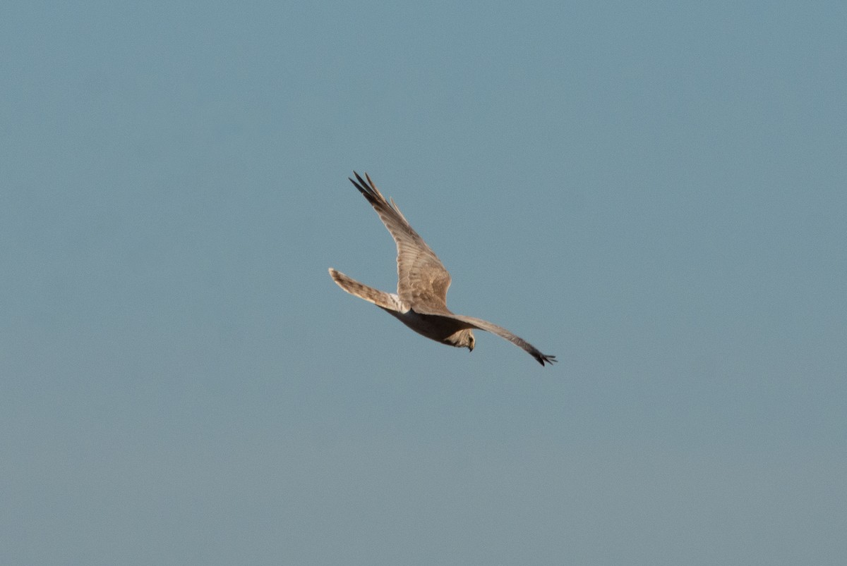 Pallid Harrier - ML627950202