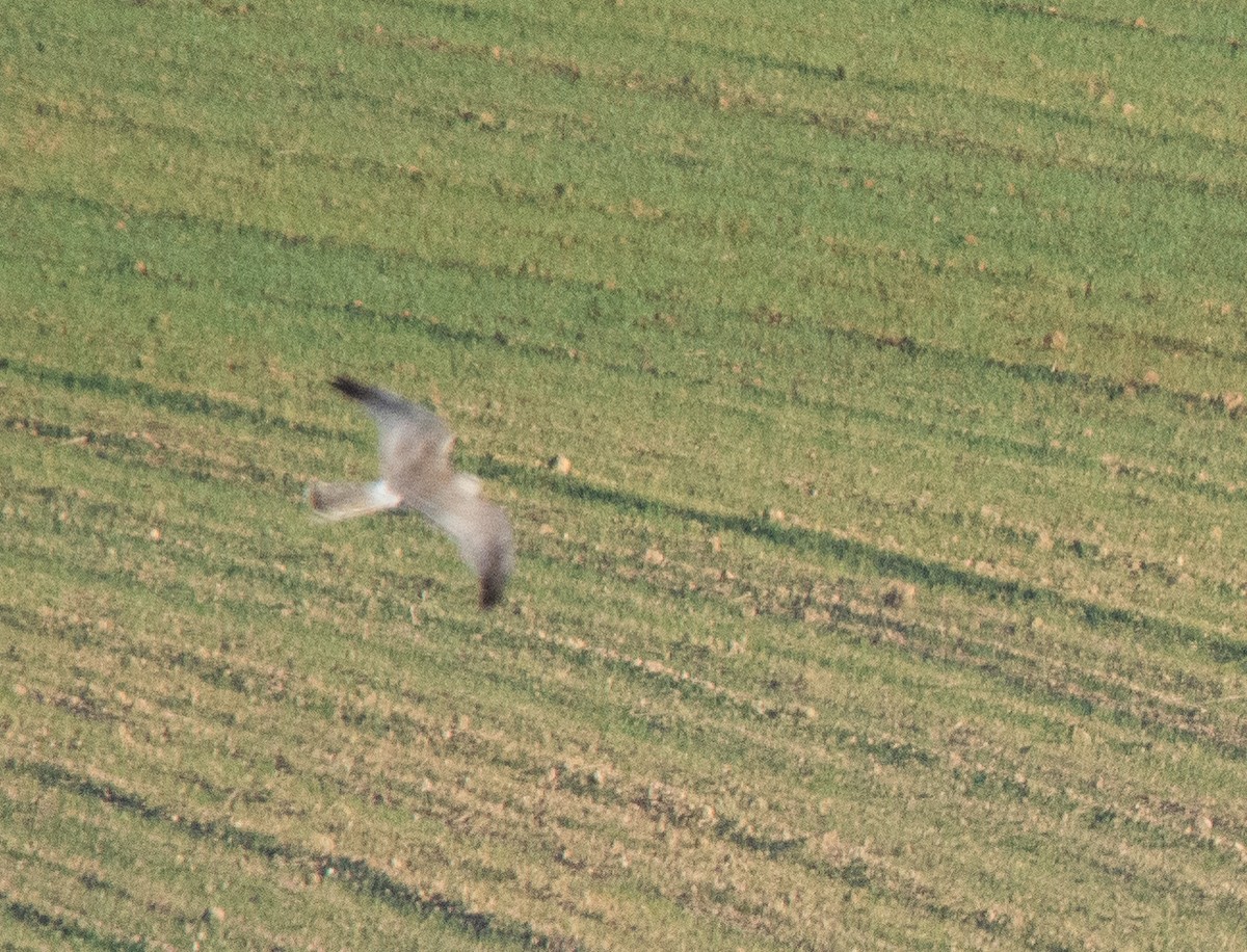 Pallid Harrier - ML627950209