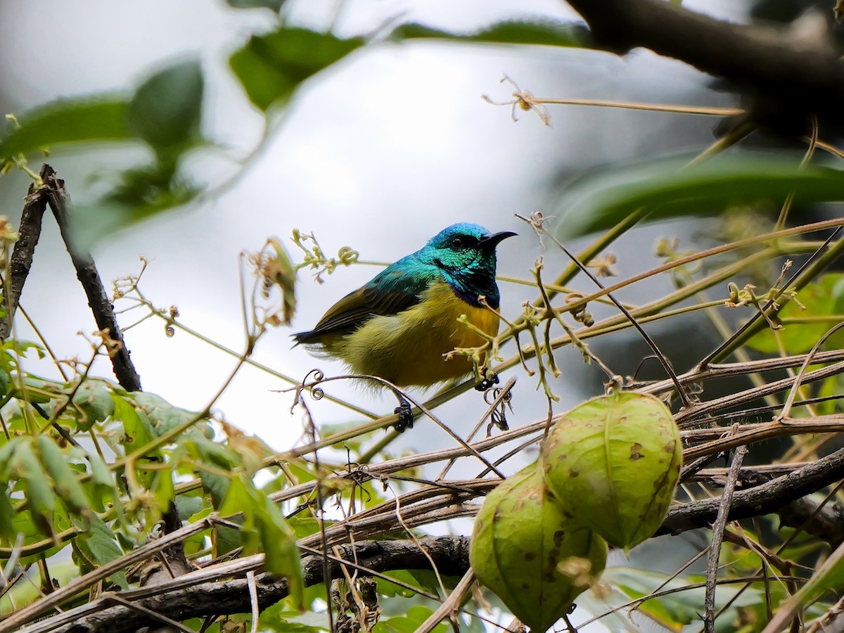 Collared Sunbird - ML627950218