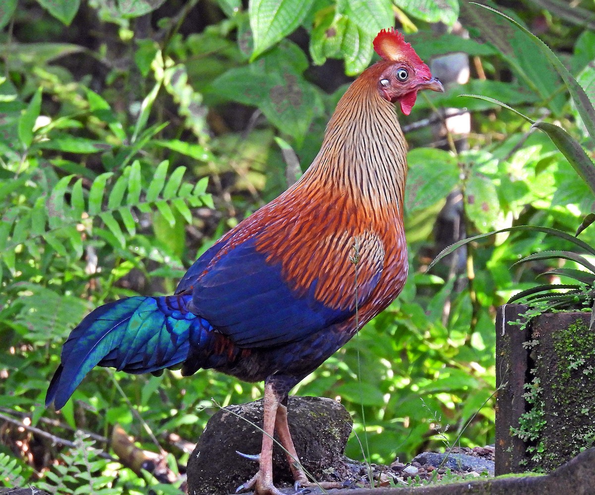 Sri Lanka Junglefowl - ML627950224