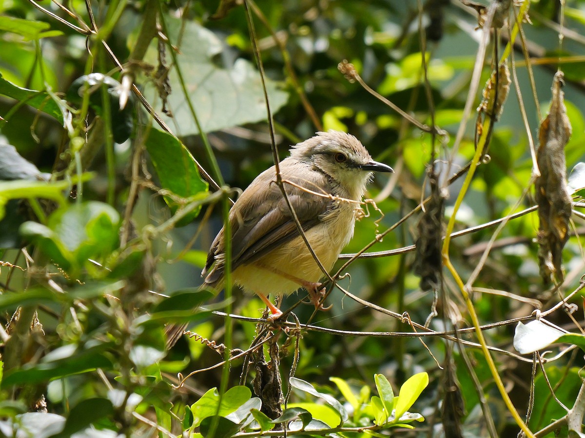 Tawny-flanked Prinia - ML627950234