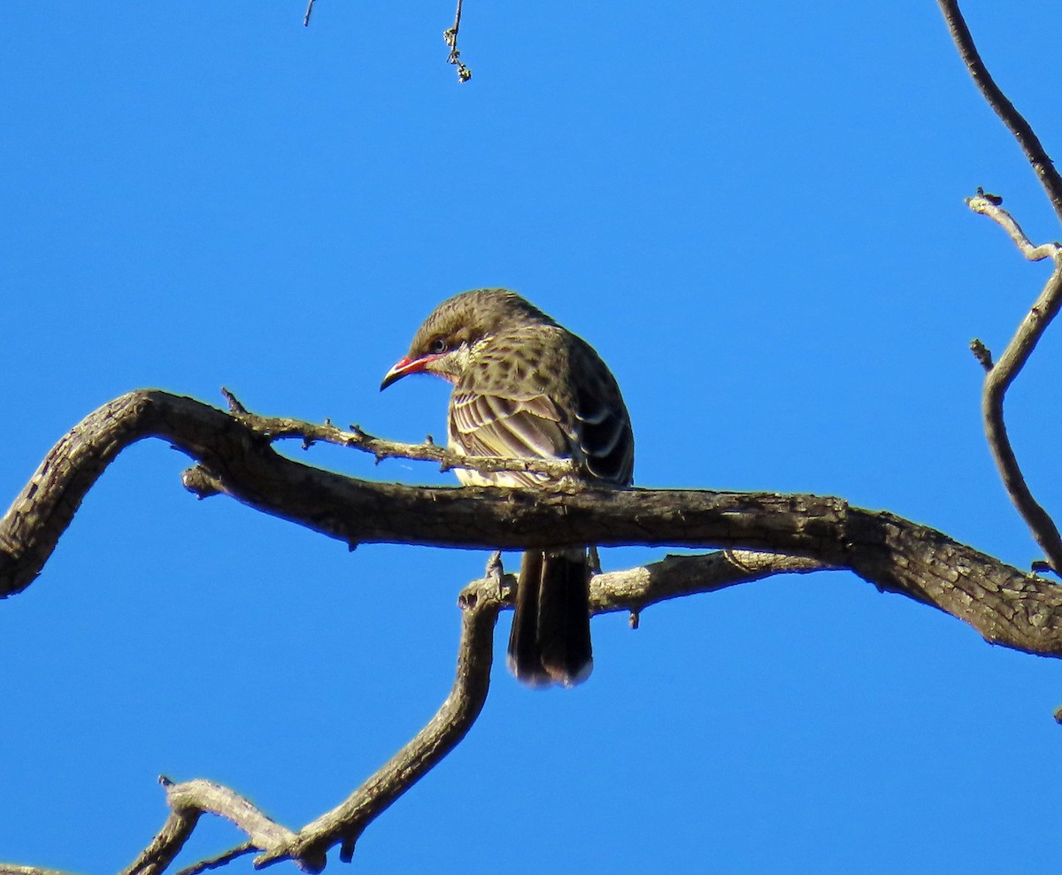 Spiny-cheeked Honeyeater - ML627950250