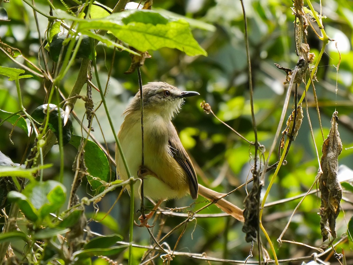 Tawny-flanked Prinia - ML627950254