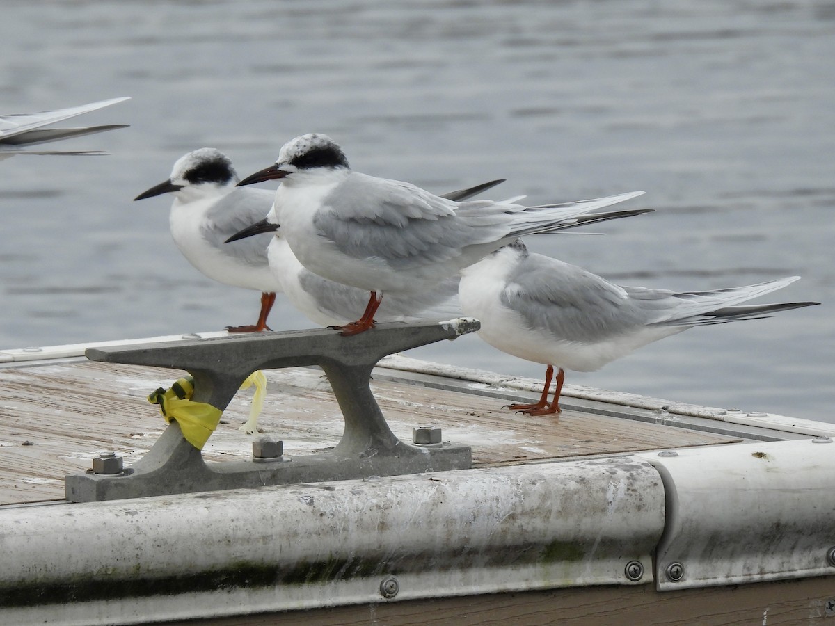 Forster's Tern - ML627950290