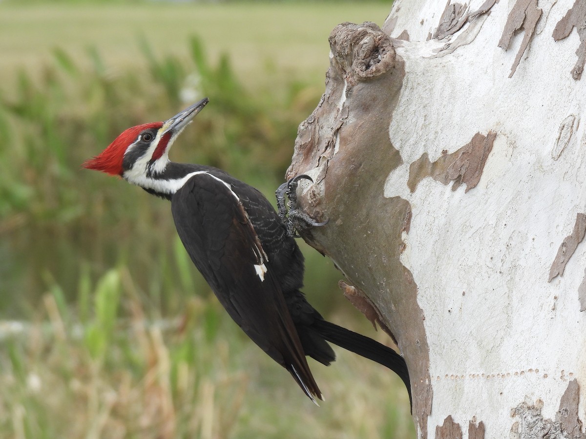 Pileated Woodpecker - ML627950303