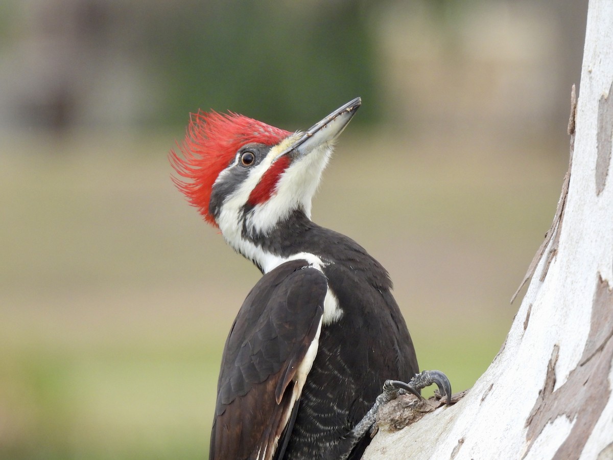 Pileated Woodpecker - ML627950304