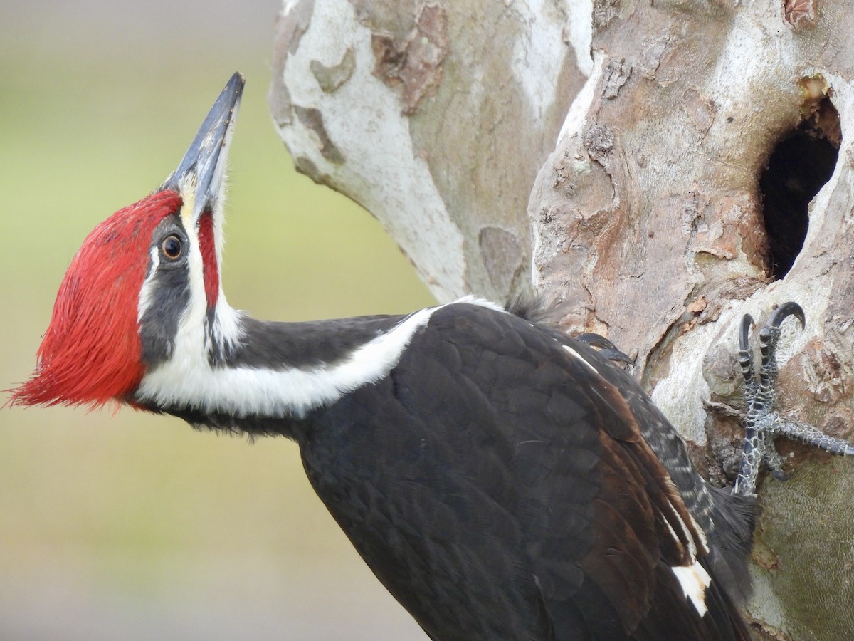 Pileated Woodpecker - ML627950305