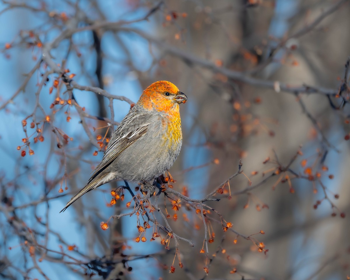 Pine Grosbeak - ML627950365