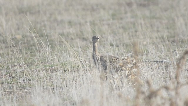 חובה קטנה - ML627950584