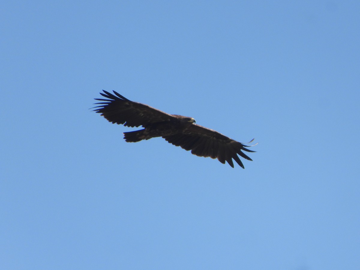 Greater Spotted Eagle - ML627950746