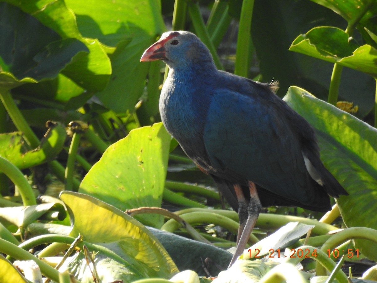 Gray-headed Swamphen - ML627950748