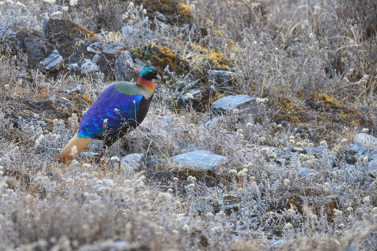 Himalayan Monal - ML627950778