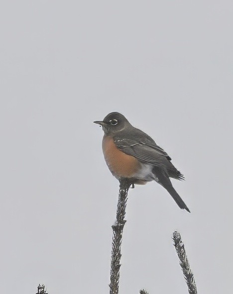 American Robin - ML627950787