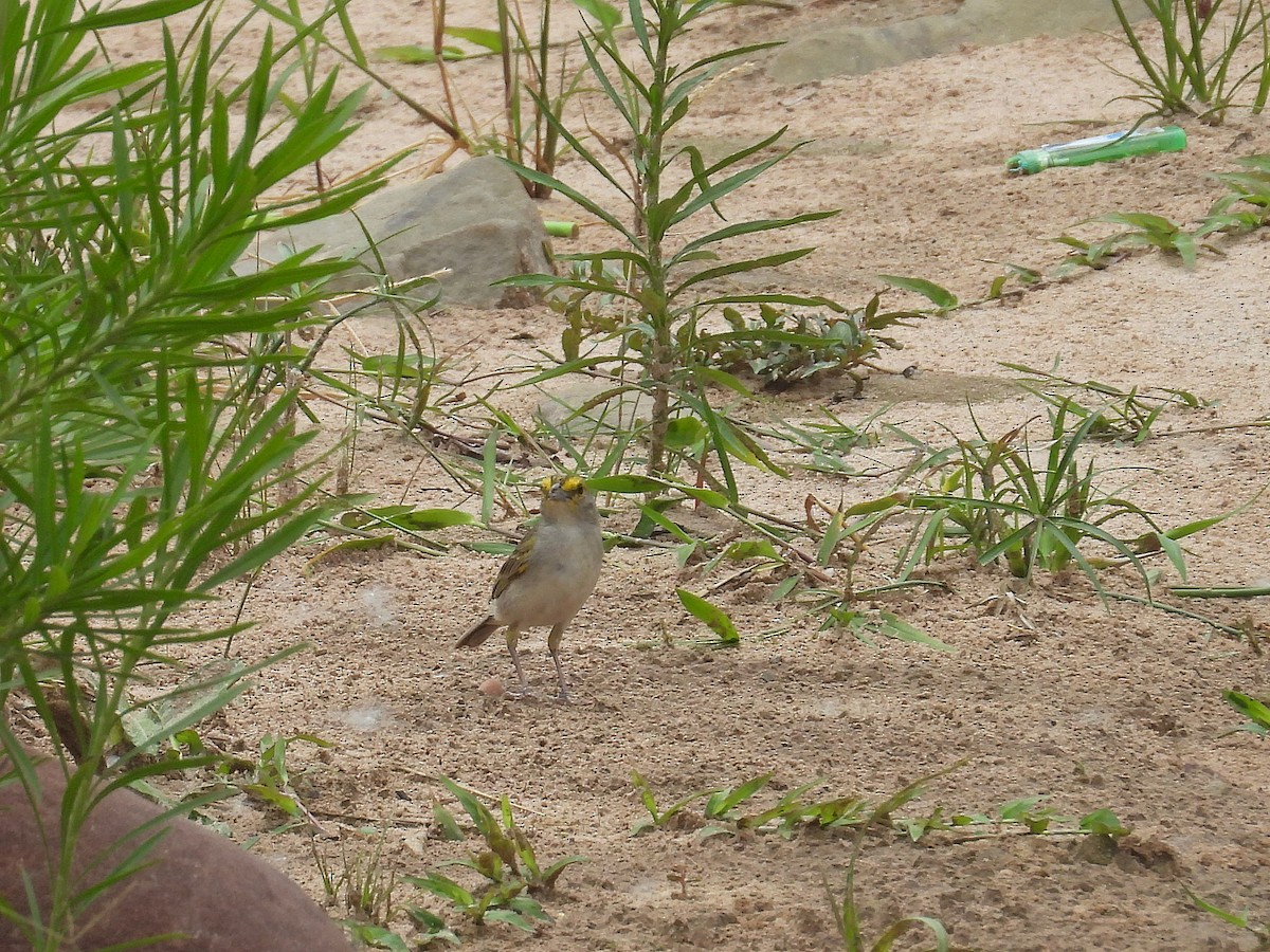 Желтощёкая овсянка-барсучок - ML627950808