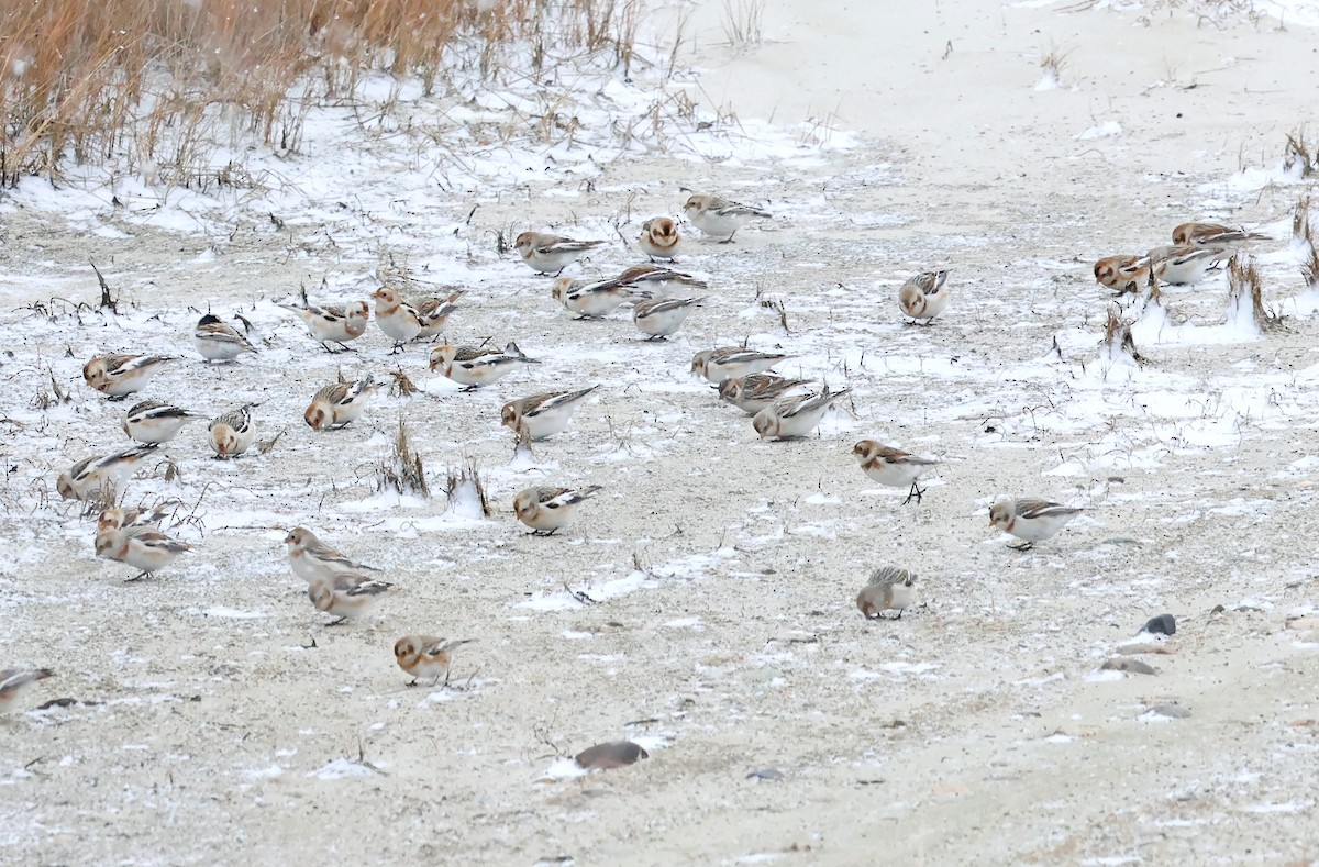 Lapland Longspur - ML627950983