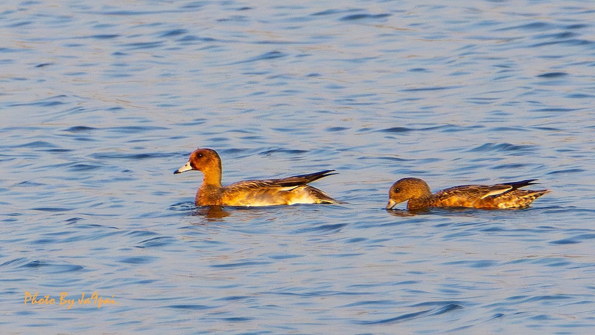 Eurasian Wigeon - ML627950987