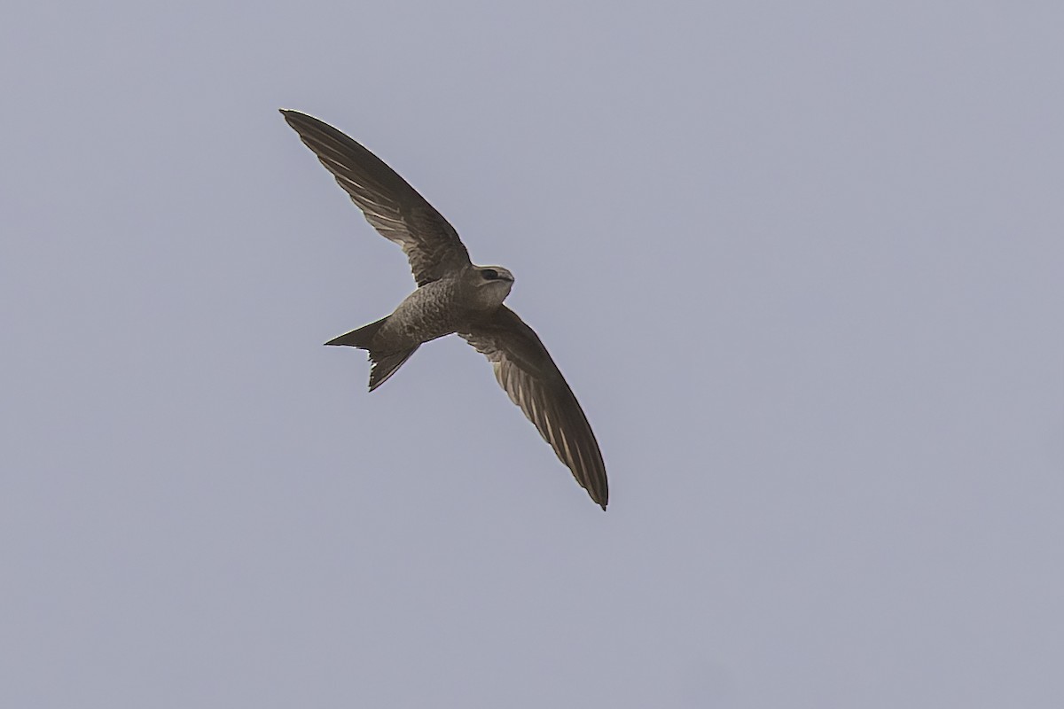 Bradfield's Swift - ML627951014