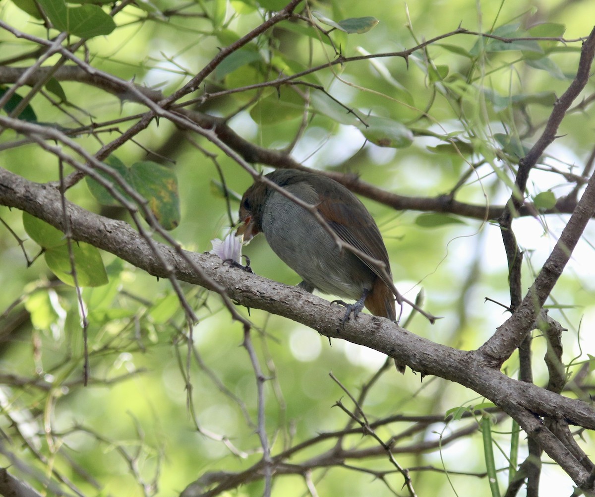 Lesser Antillean Bullfinch - ML627951412