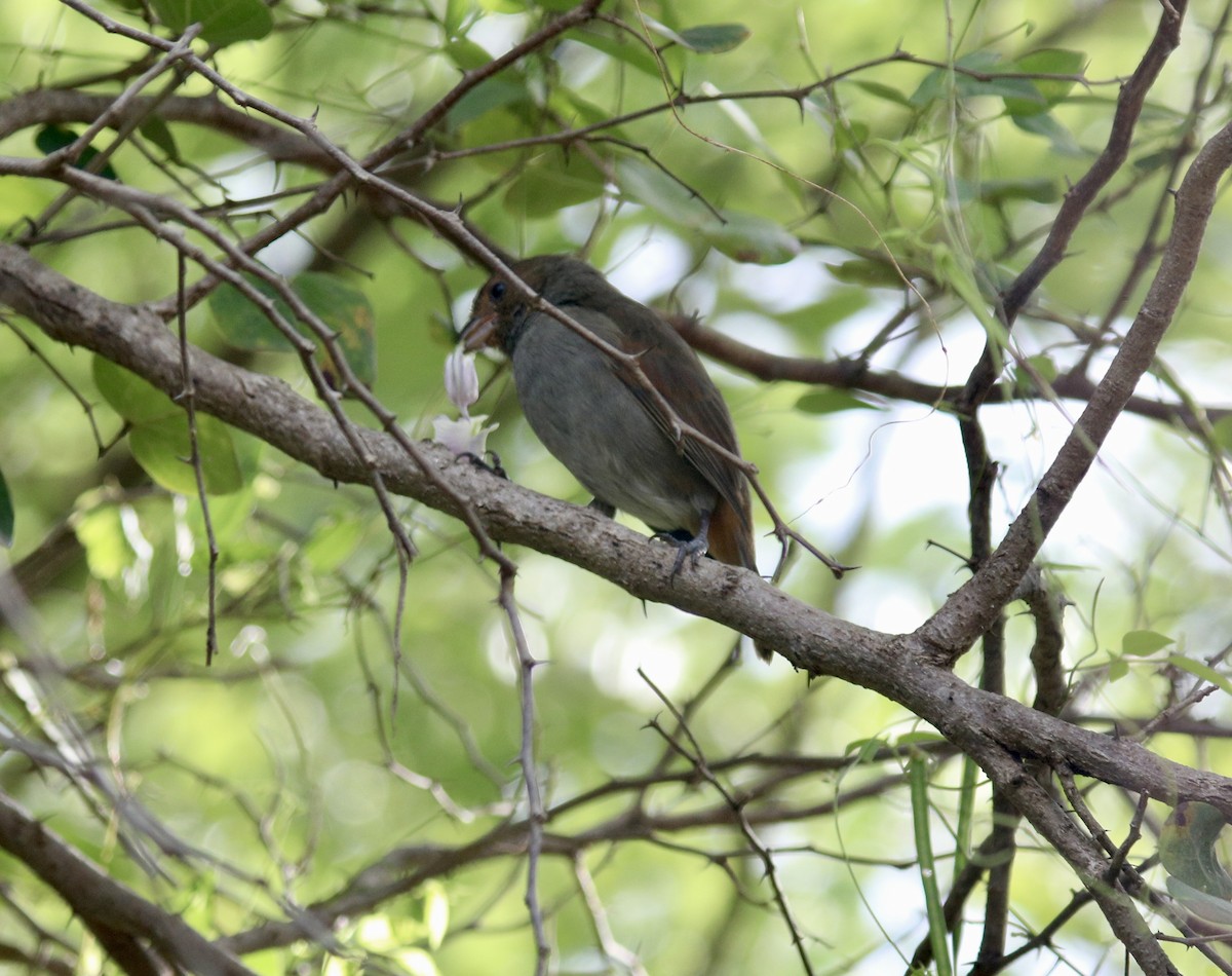 Lesser Antillean Bullfinch - ML627951413