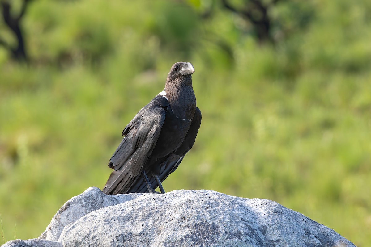 White-necked Raven - ML627951436