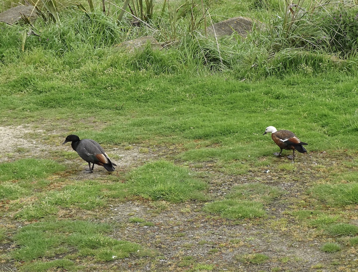 Paradise Shelduck - ML627951506