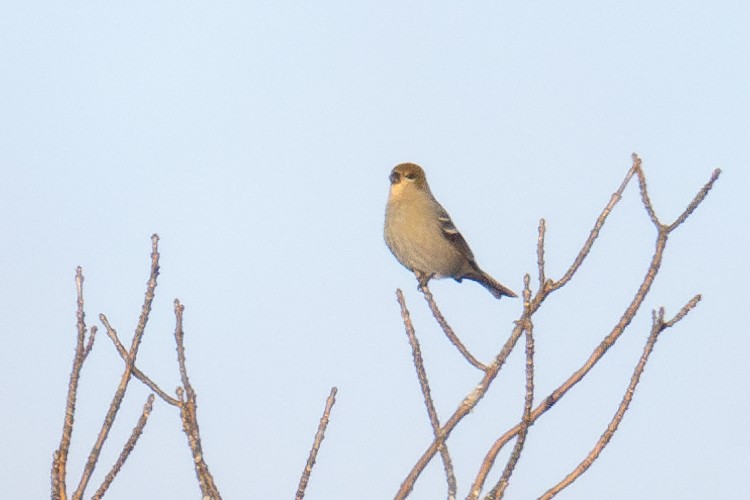 Pine Grosbeak - ML627951541