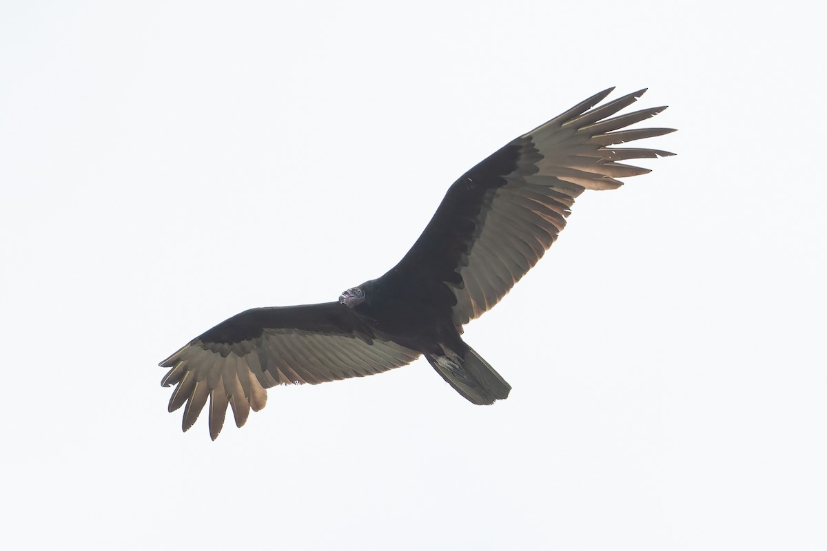 Turkey Vulture - ML627951720