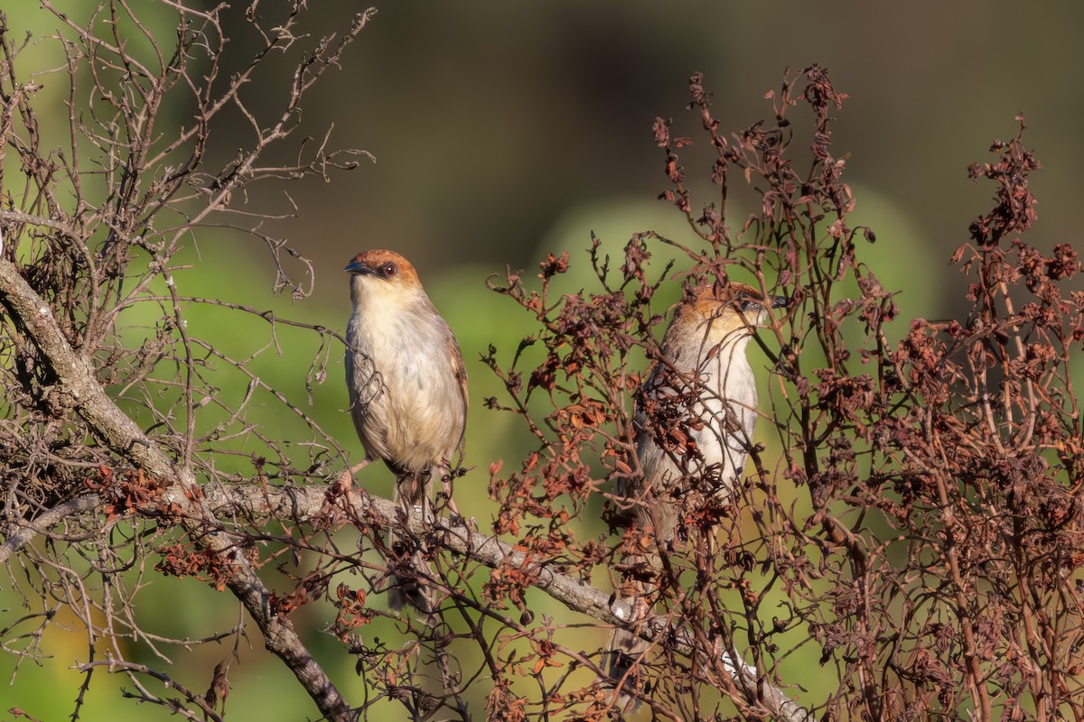 Black-lored Cisticola - ML627951721