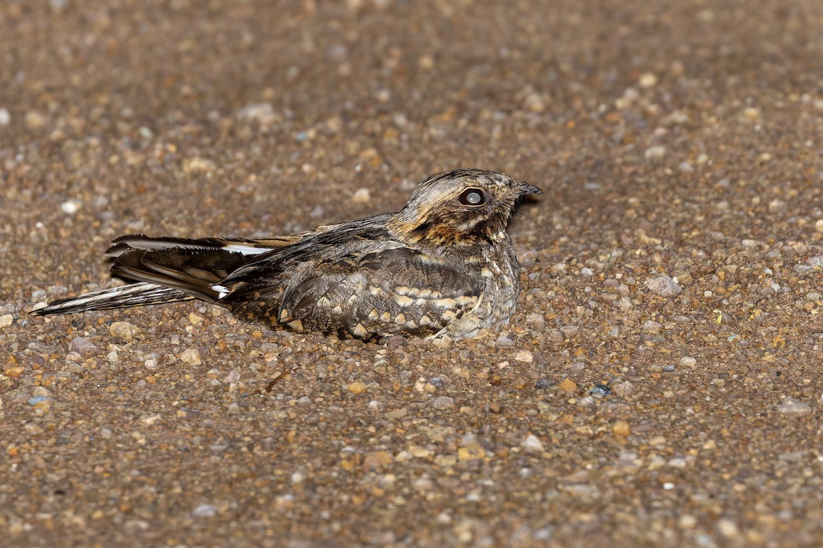 Rufous-cheeked Nightjar - ML627951757