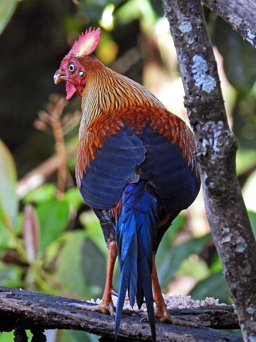 Sri Lanka Junglefowl - ML627951780