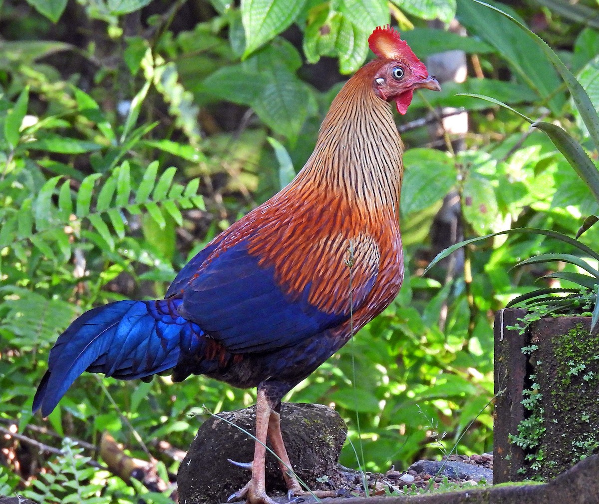 Sri Lanka Junglefowl - ML627951781