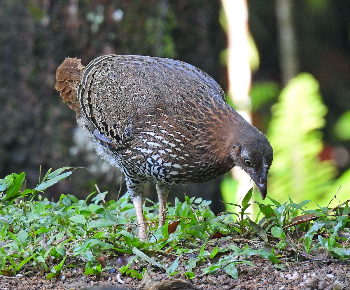 Sri Lanka Junglefowl - ML627951782