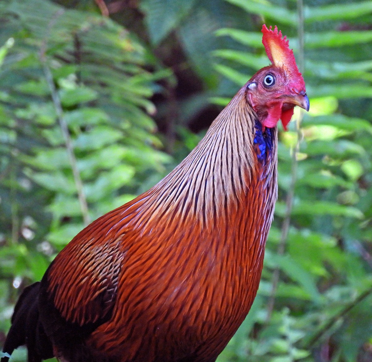 Sri Lanka Junglefowl - ML627951783