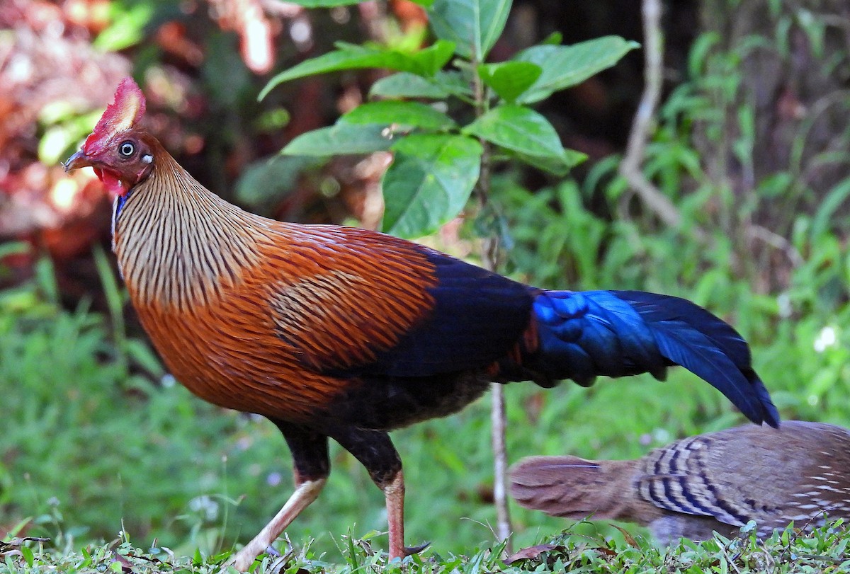 Sri Lanka Junglefowl - ML627951784