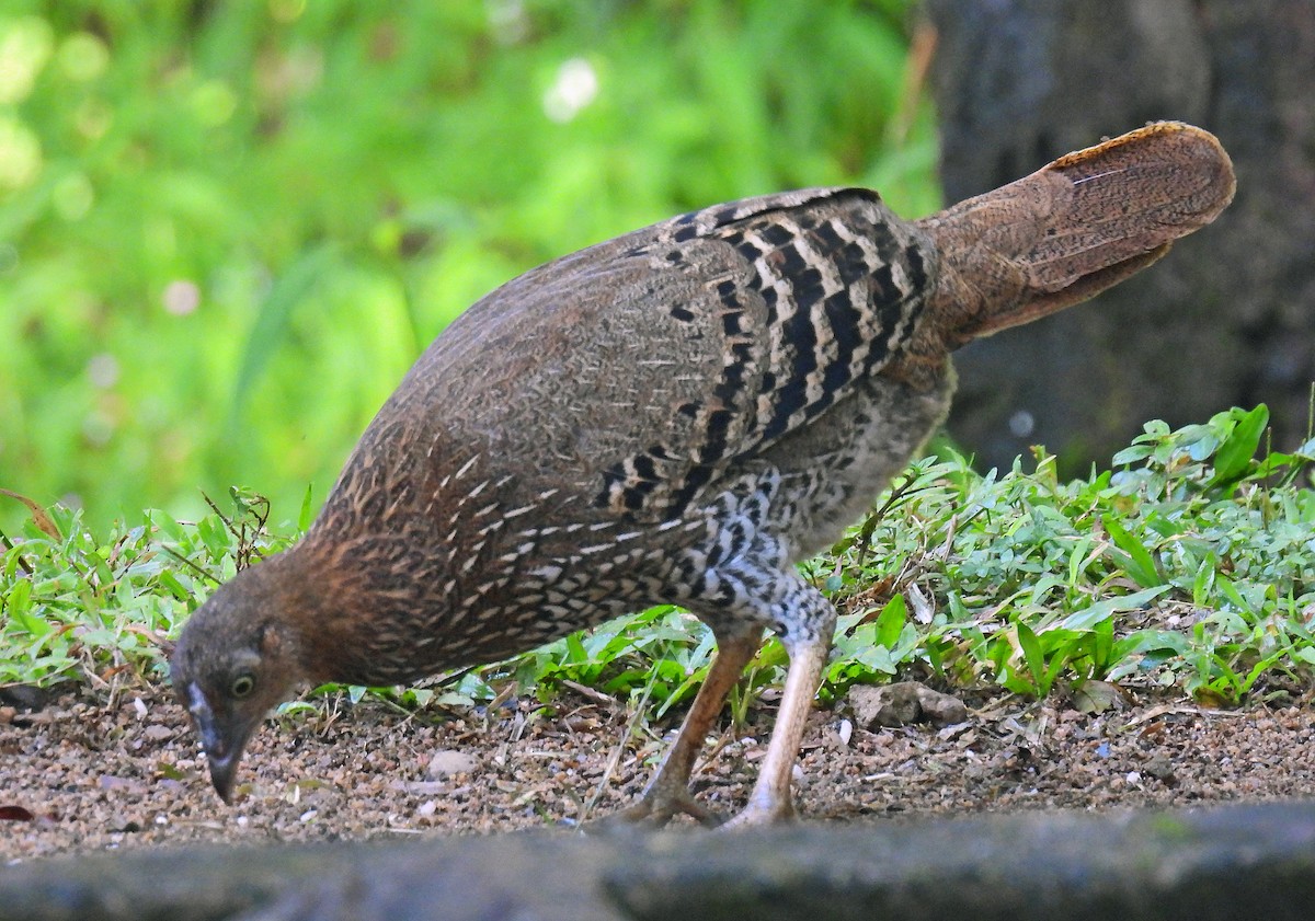 Sri Lanka Junglefowl - ML627951785