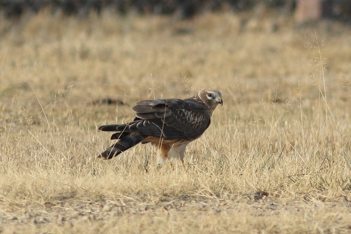 Pallid Harrier - ML627951810