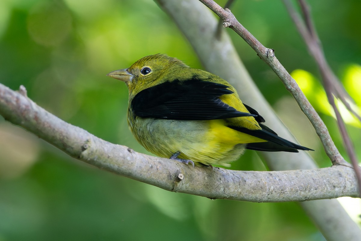 Scarlet Tanager - ML627951811