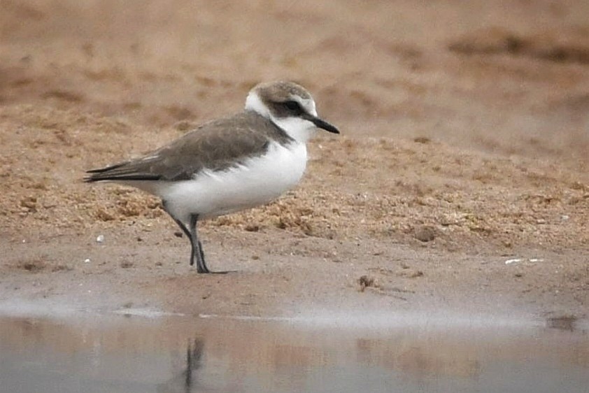 Kentish Plover - ML627951813