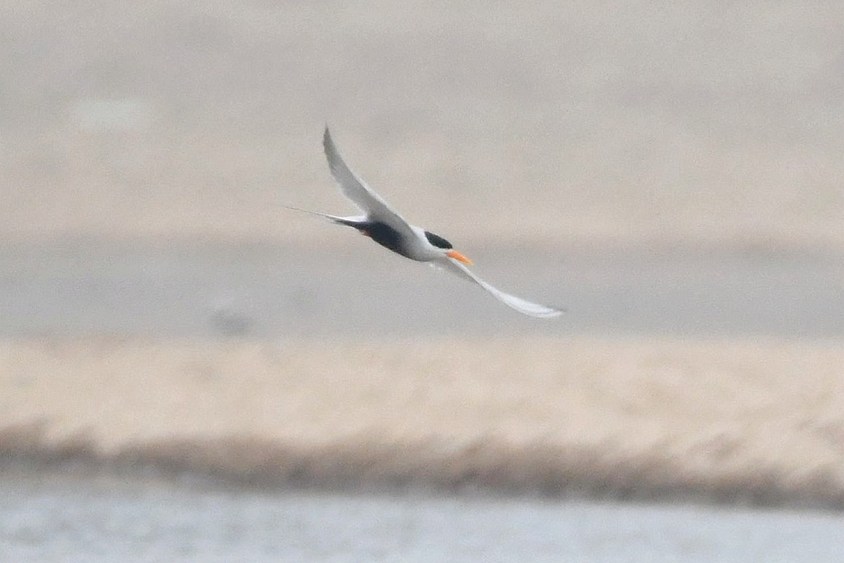 Black-bellied Tern - ML627951836