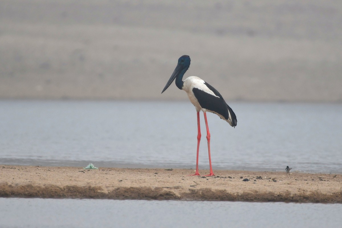 Black-necked Stork - ML627951842