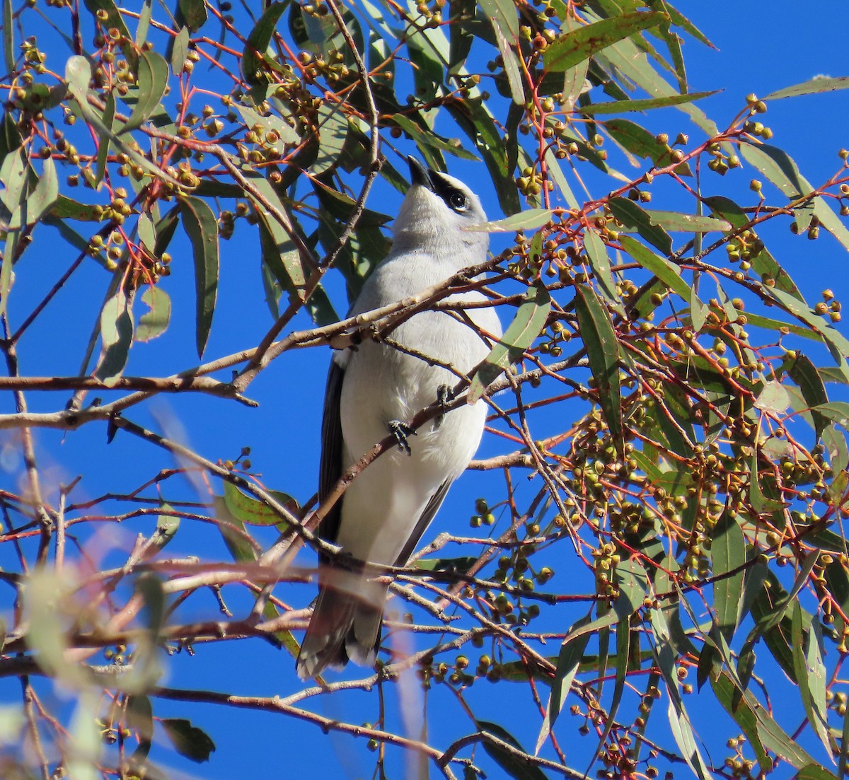 White-bellied Cuckooshrike - ML627951856