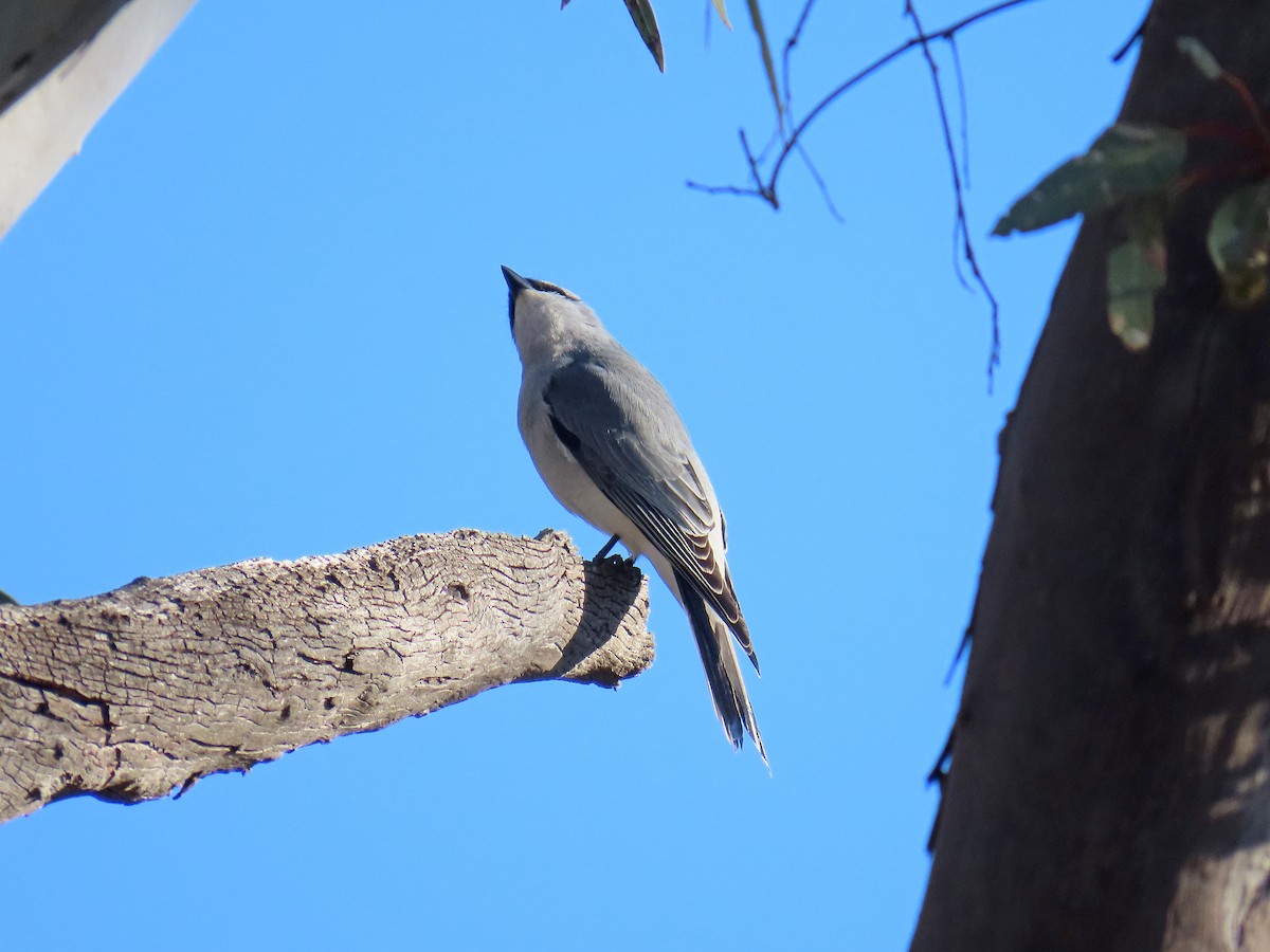 White-bellied Cuckooshrike - ML627951864