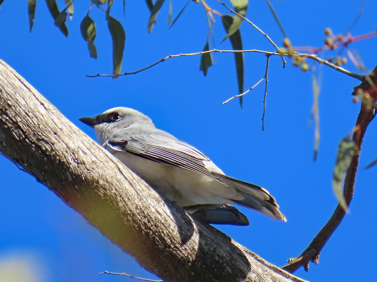 White-bellied Cuckooshrike - ML627951932