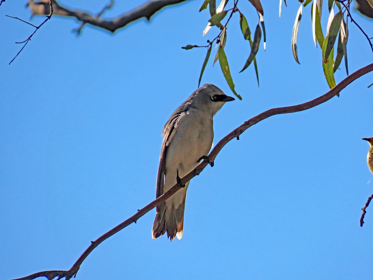 White-bellied Cuckooshrike - ML627951936