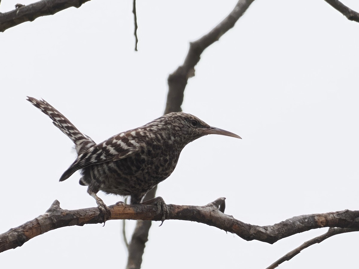 Fasciated Wren - ML627951957