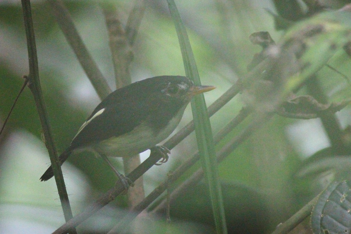 Black-and-white Tody-Flycatcher - ML627951958