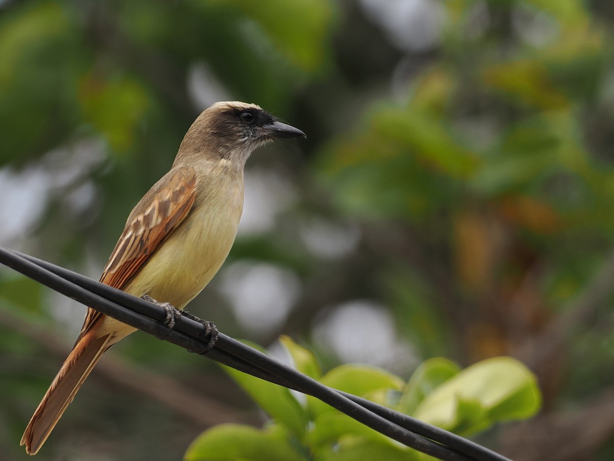 Baird's Flycatcher - ML627951965